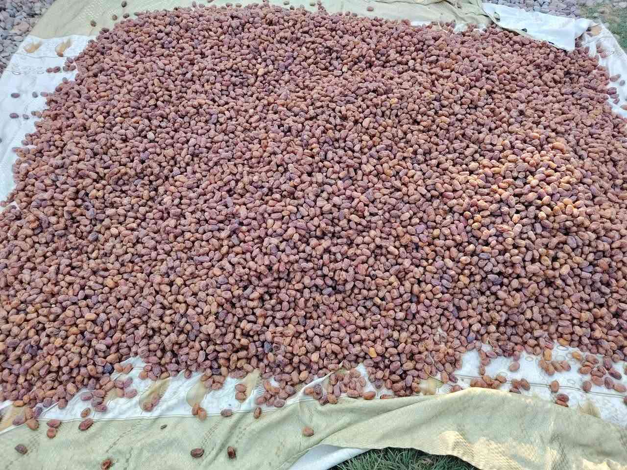 الله هم صلي على محمد وآل محمد السلام عليكم اخوان تمر اشويثي نضيف وملكط وجاهز شكد متريد كميه موجود عنواني بين النصر ولرفاعي بقريت الثلاثه  ***********واتساب
