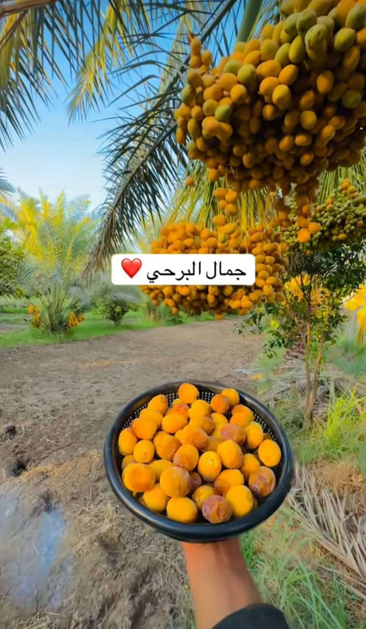 فسائل للبيع اصليات مدفونات جوه امهاتهن القلع بحظور المشتري العنوان واسط.  برحي 100الف 
مجهول 110الف 
 ألاستفسار والاتصال عل رقم. ***********
