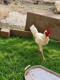 ديوكة • شهربان