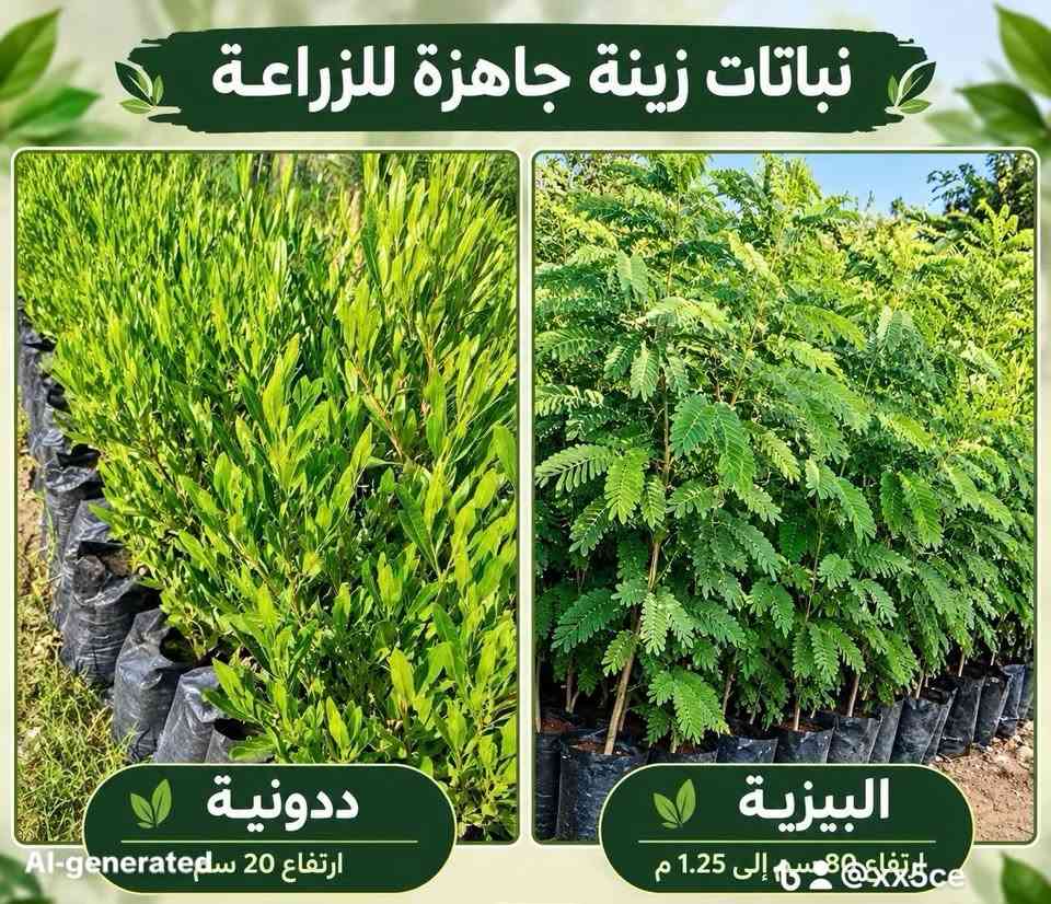 بغداد • نباتات زينة • ياس عراقي