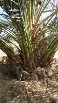 واسط • برحي حر اصلي • مثمرة