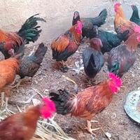 دجاج مبياض • ديوكة عرب • مكاني حديثة