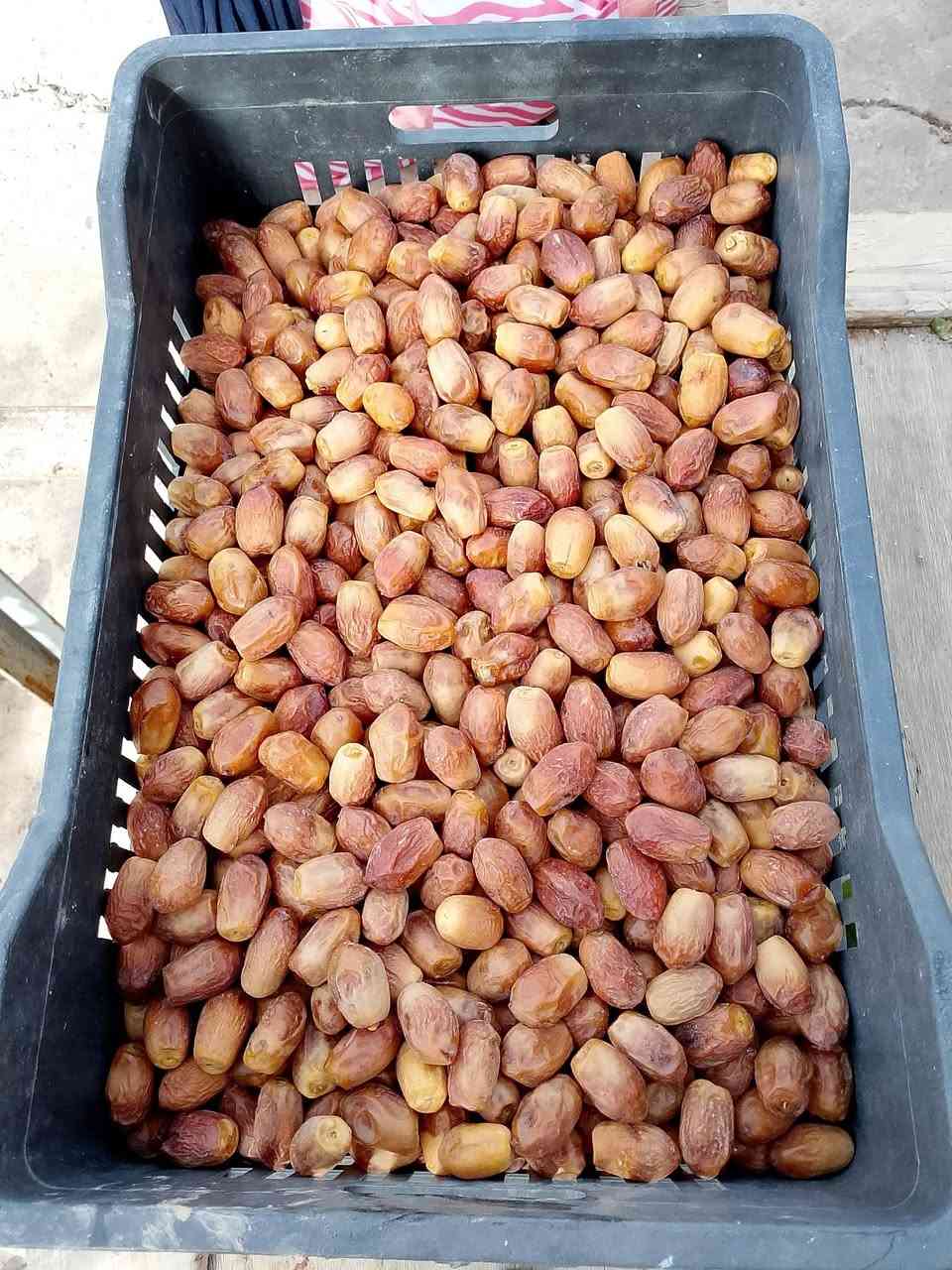 خرما • بستان • کەلار