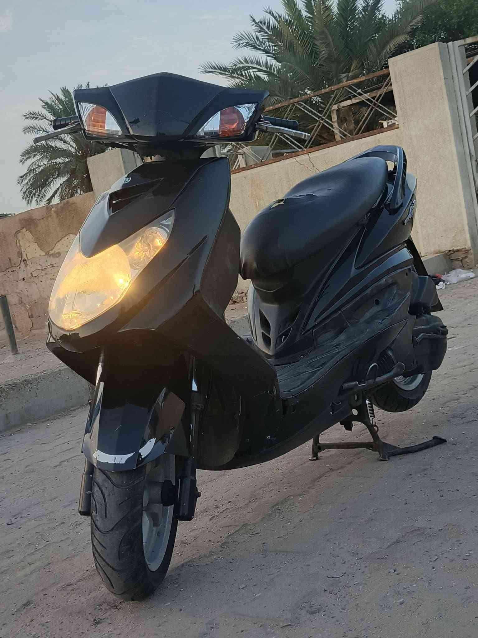 سكنس • ياباني • اوراق كامله