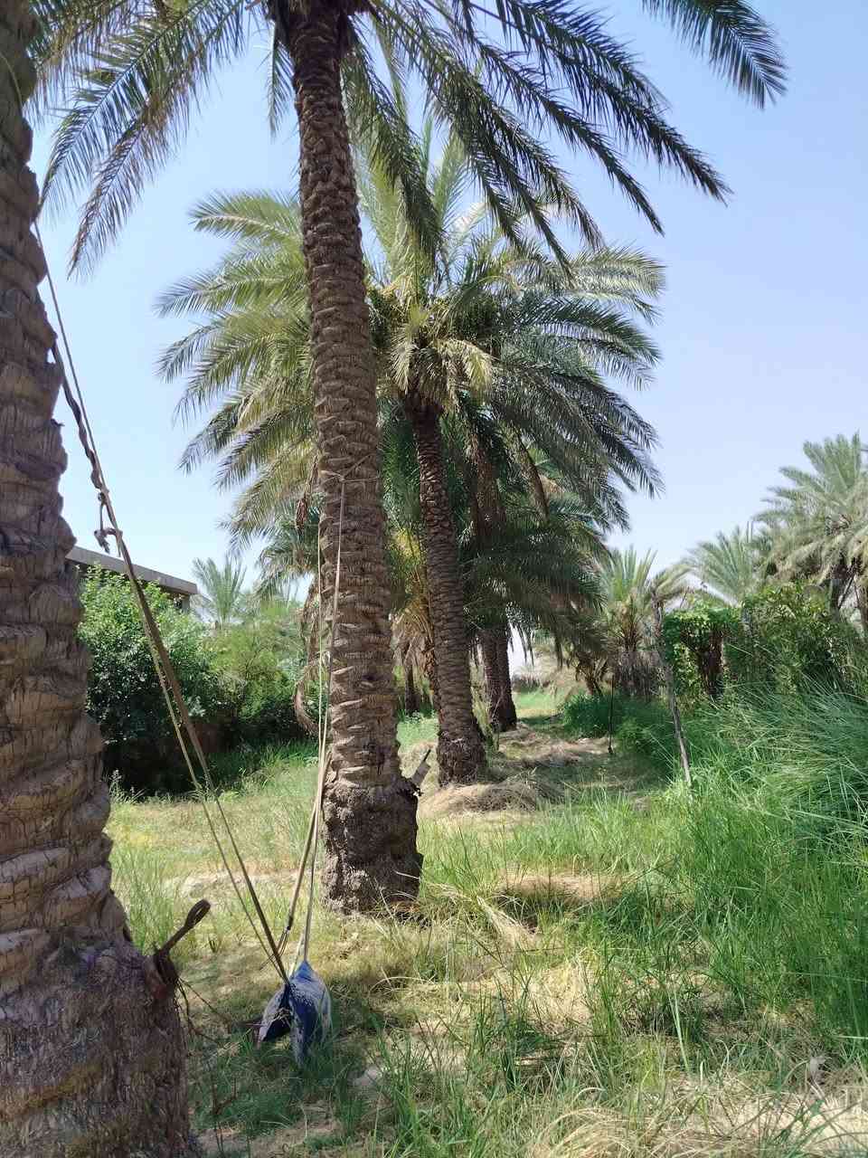 قطعة أرض للبيع طابو زراعي سند 25 و تتوفر كافة الخدمات ماء اسالة و ماء سقى و كهرباء و تبليط وتحتوي على نخيل عدد 18 نخلة حمال زهدي و أشجار رمان و تبعد عن شارع محاويل سده 250 متر عن الشارع العام مساحة الأرض نصف دونم مع بيت مساحة بناء 200 متر للاستفسار التواصل مع الرقم ***********
