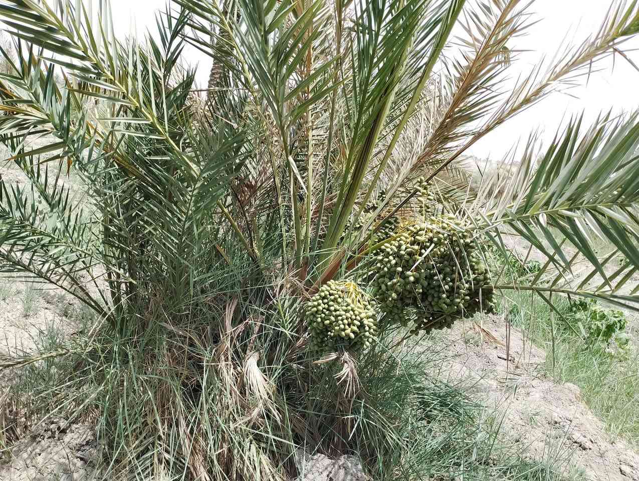 موجود بستان دونمين ونص بيه بيت ومسبح واستقبال واصل البناء للسقف مسيجه بالكامل و متوفره كافة الخدمات كهرباء وماء اساله وماء بير وماء نهر العنوان ذي قار سوق الشيوخ قبل سيطرة ام العباس مقابل مدرسة الشريف الرضي نزلت ال وشاح للاستفسار الاتصال على الرقم بيه واتساب ***********
