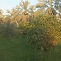 ٢٤٠م • طابو ملك صرف • المدائن الجعاره