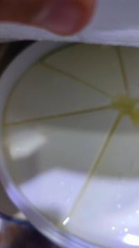 جبنه نابلسيه • جبنه تركية • حي السكك