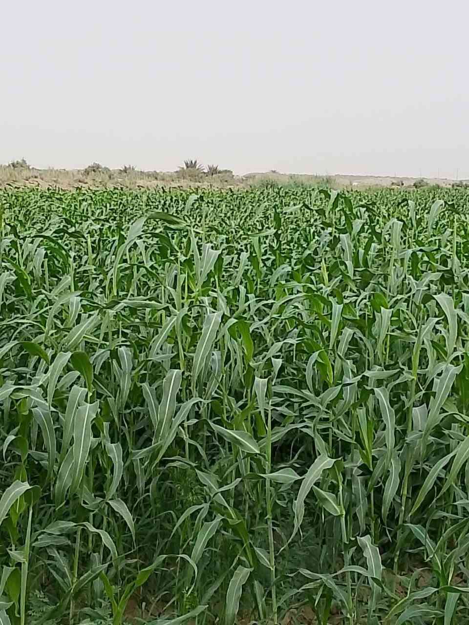 الشافعية • ١٥ دونم • أرض