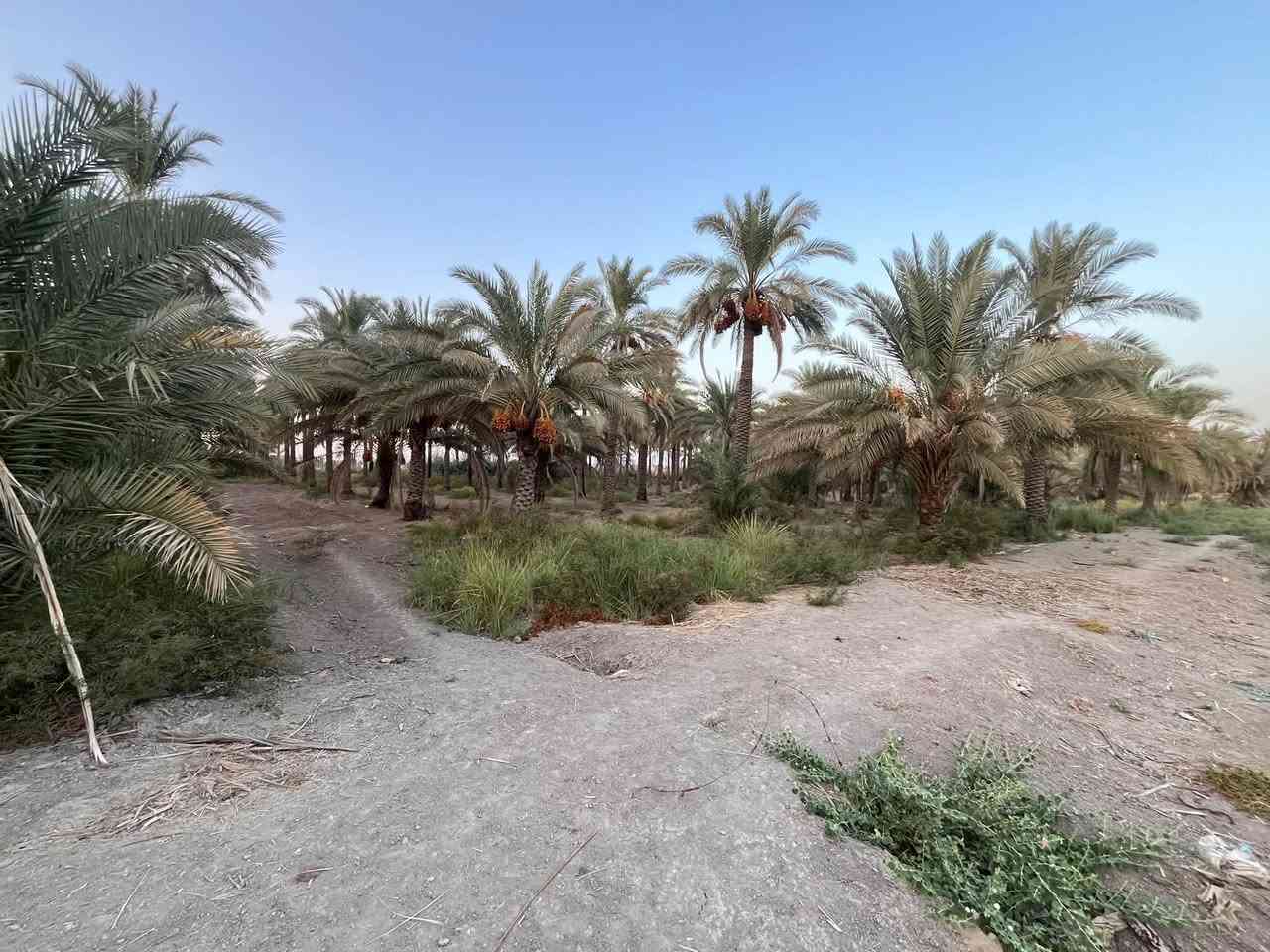 🔥 فرصة استثمارية مميزة | 6 دونم للبيع

📍 الموقع: طريق أبو الجاسم
🚗 تبعد فقط 100 متر عن الشارع العام

🌱 مساحة 6 دونم، مناسبة لـ:
🏭 معمل أو مشروع صناعي
🌴 مزرعة واستراحة
🌾 مشروع زراعي
🏗️ مشروع استثماري

💰 سعر الدونم: 37 مليون دينار

قابل للتفاوض

📞 للاستفسار والتفاصيل:
** | السيد للعقار**
📱 ***********
