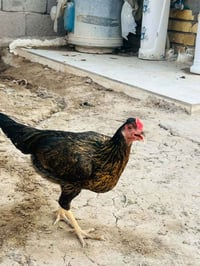 دجاجات • حلال • اسعار