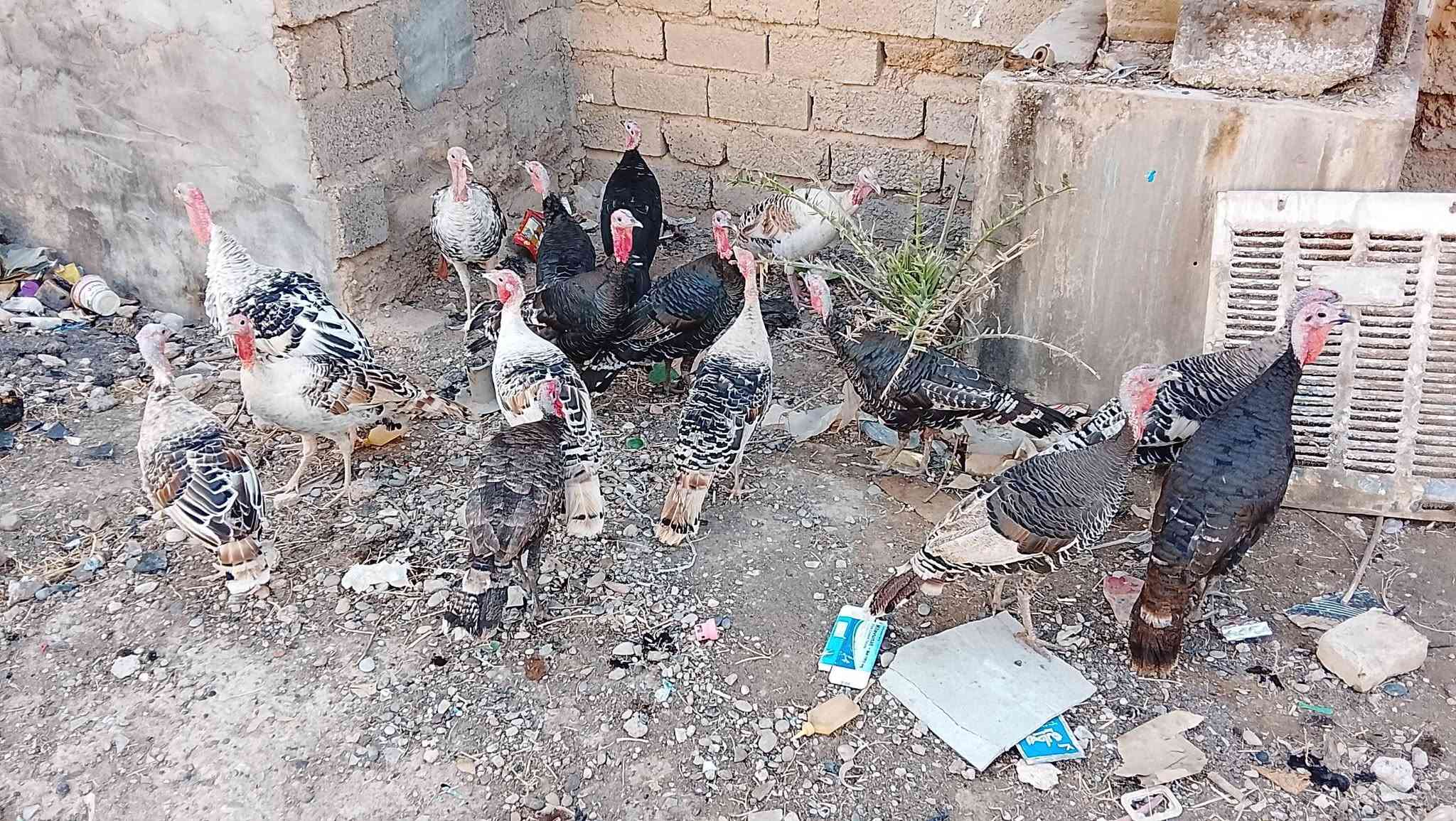 ١٤امايه • بنات السنة • تكريت القادسيه