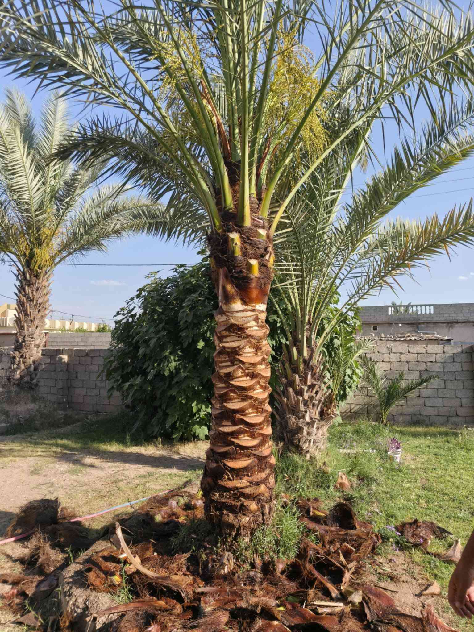 🌲🌿   كادر 🌴🌴

تكريب وتنظيف نخيل.

قلع فسائل بطريقة متقنه ومهنيه.

زراعة فسائل.

للتواصل:***********

#زراعة #نخيل #كركوك
