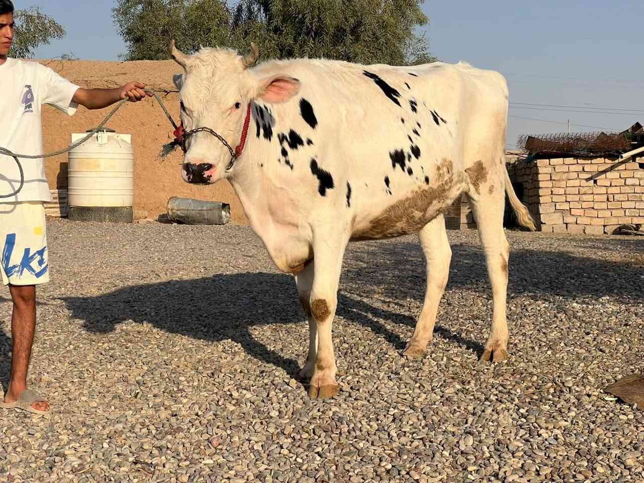 اللهم صلي وسلم وبارك على سيدنا محمد وعلى محمد 🌺
بجر فرنسه ثاني بطن عشار 8 اشهر كفاله فحص بيطري خشانه 9 بلوكات دابه عملاقه ملقه لقاح سمتال انطيها شرط الحليب والدسامه مكفله على كل عيب كافت شروط الجني بعد الولاد بسبوع للاستفسار الاتصال على الرقم 
***********
ملاحضه يرهم مراوس بحلال 
العنوان الشرقاط قرية سديره سفلى
