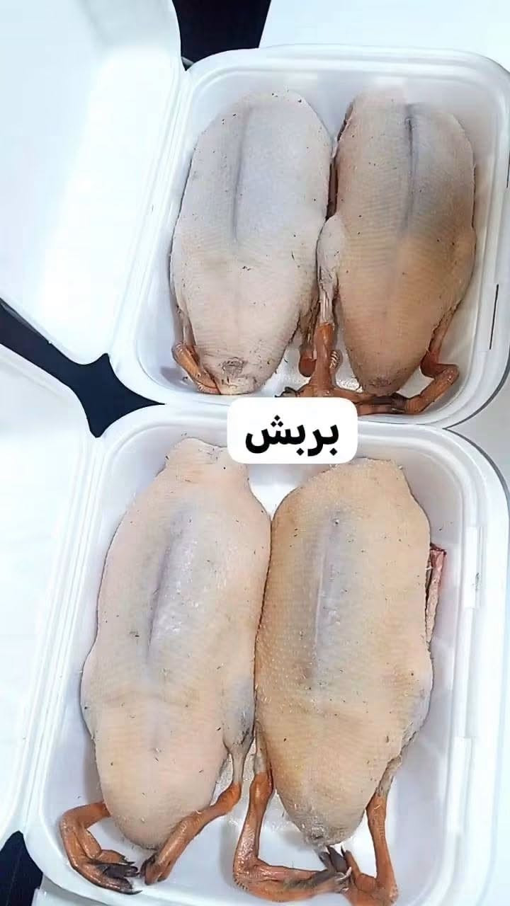 بربش • منضف • توصيل