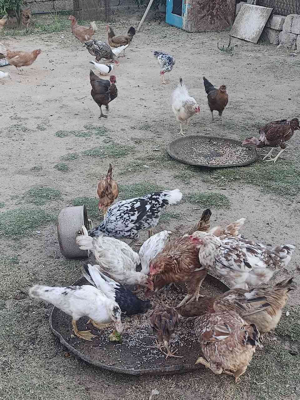 السلام عليكم متاح  30دجاجه عرب 10ابو ركيبه الشراي يجي خاص ***********
مكان بيجي قريه المزرعة
