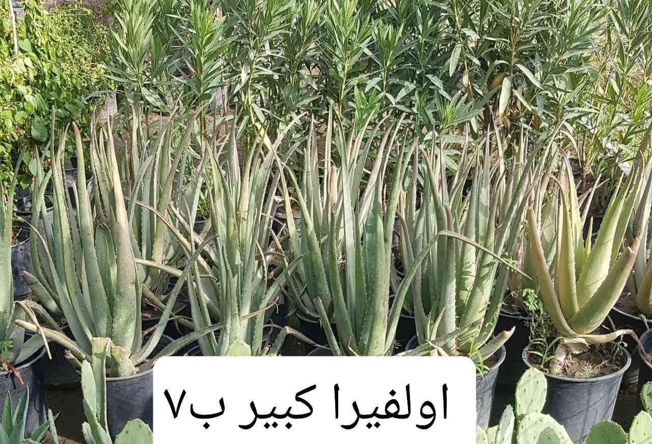 بعض النباتات الخارجيه المتوفره بالمشتل 
متوفر توصيل بغداد والمحافظات 
رقم الحجز وتس اب ***********
