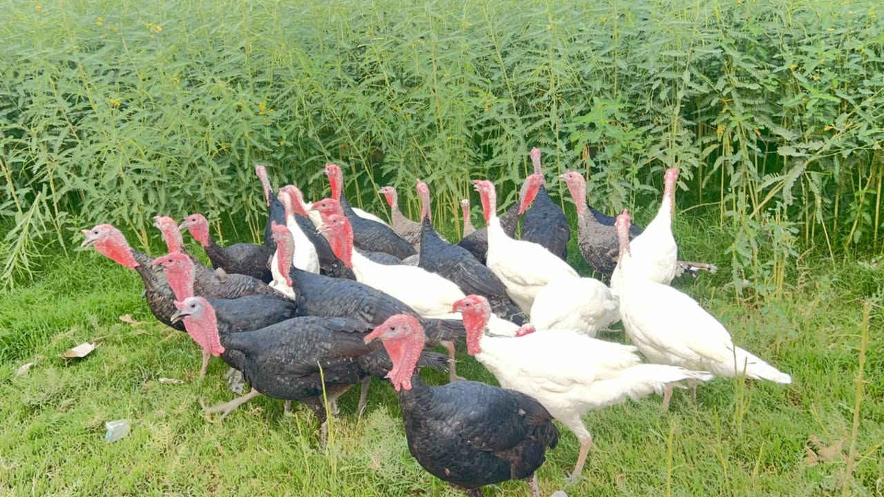 فسيفس • فحل كبار • خشنات