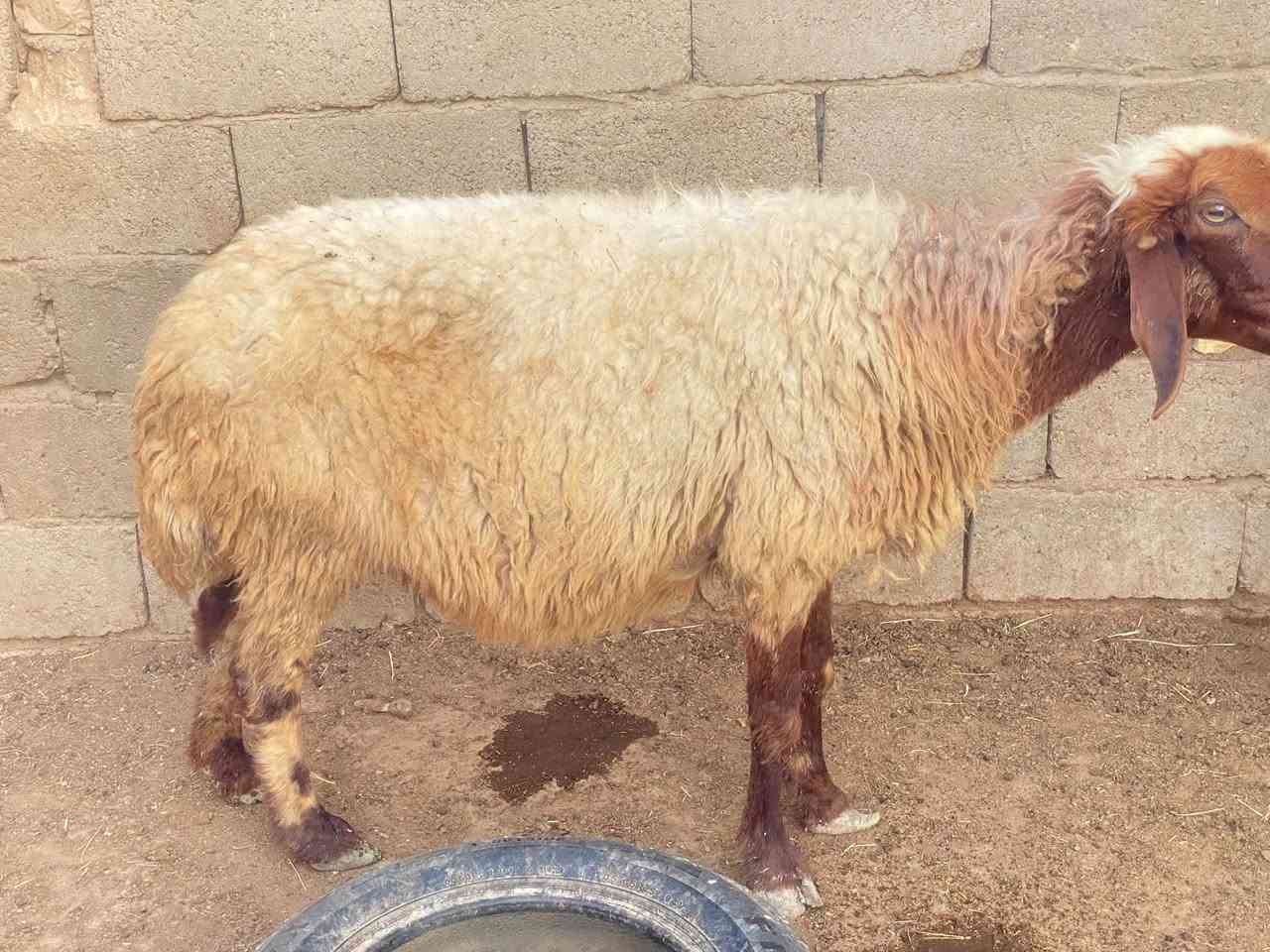 سلام عليكم هذني أشياه اثنين البكعه ام ثالث بطن والشكره جبيره الشياه صاحيات ومشروطات من كل عيب كافزات صار الهن  شهر ونص أبيع فارقات عن المفاشل اليريدهن يخابر على هذا رقم وبيه خير ويدلل ***********ملاحظه خوان انه مكلف بالنشر لحد  يدخلي خاص رقم الموبايل بيه واتساب
