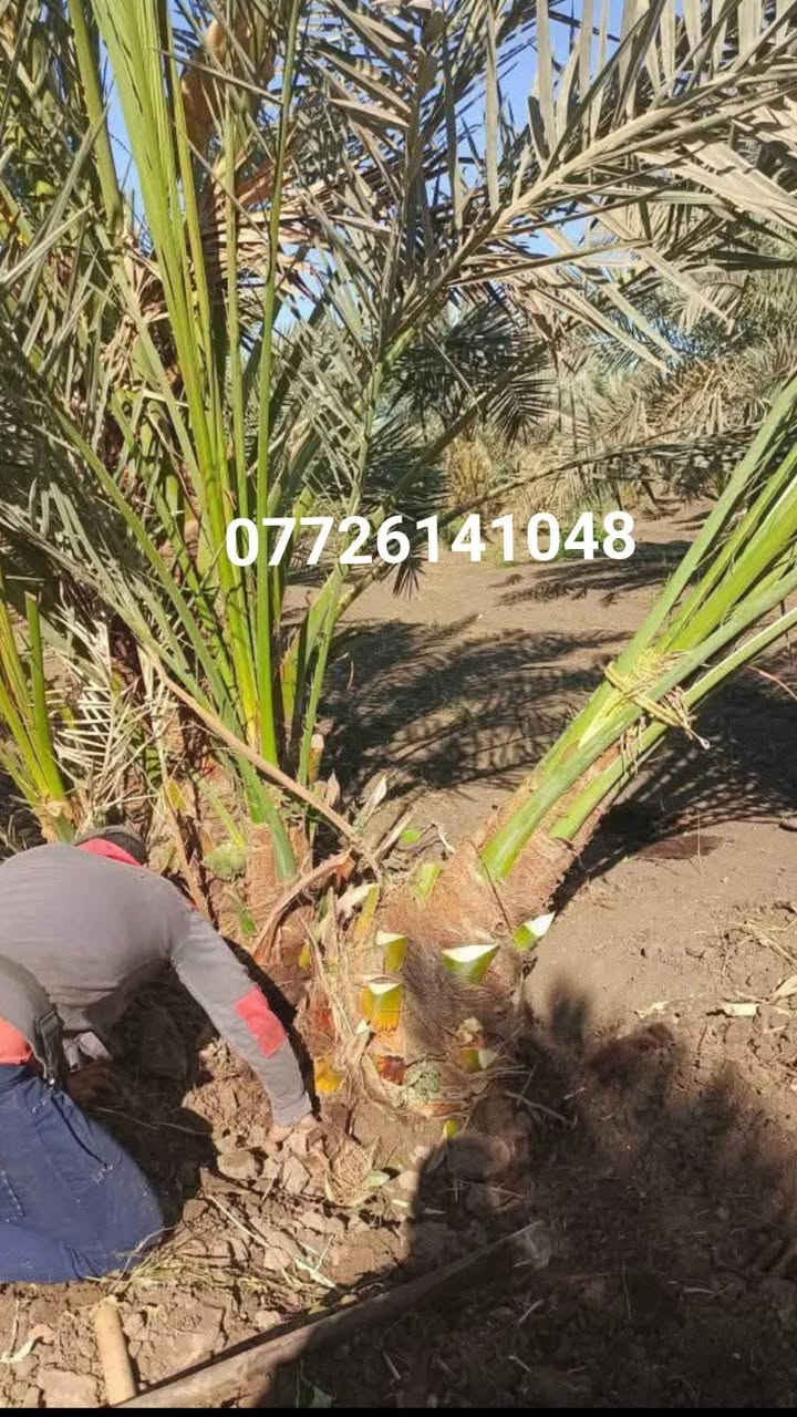 🟥أنواع الفسائل المتوفره استفسار ***********
✅ برحي 🌱 خستاوي.  بريم 🌱 عمران 🌱 تبرزل 🌱 مكتوم 🌱 جمالي 🌱 اشرصي 🌱 بربن   حمراوي 🌱 شكر 🌱 شوثي أصفر ✅
                جبجاب  بلكه حمرت الجبل اصابع العروس 
 مجهول خضراوي.                                        عوينت ايوب
🔶  
🔶 متوفرة بأحجام متعددة حسب الطلب، وتشمل الفسائل للأمهات 

يوجد لدينا كادر متخصص في عمل منظومة تقطير للحدائق والبساتين ودوائر الدولة

يوجد لدينا كدر متخصص في ترتيب  الحدائق المتروكه وتجهيزه 

كادر عمل متخصص لبناء دور الاستراحه بتصميم هندسي
 وحسب الطلب 

💼 جاهزون لتجهيز دوائر الدولة، المشاتل، والمزارع الخاصة والعامة.

للتواصل والاستفسار عن الأسعار 
واتساب ☎️
***********

