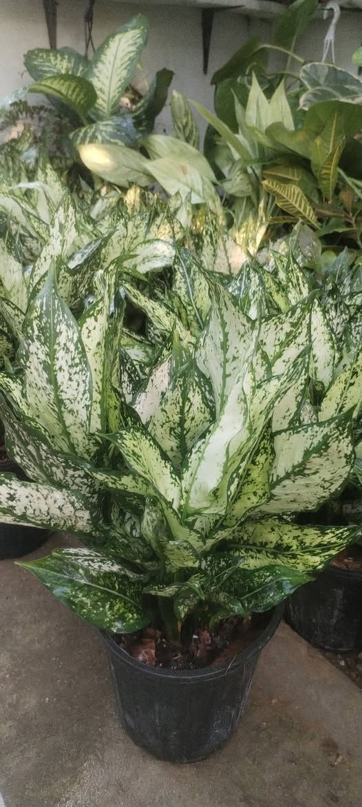 مسا الخير والعافية عليكم حبايب
وجبة حلوة ومميزة من نبات الاكلونيميا والزامبيا وصلتنا اليوم
جمال نشاط وكثافة ماشاء الله
 بإذن الله راح تعجبكم
سعر الاكلونيميا وبهالنشاط فقط ٩ الاف دينار
سعر الزامبيا فقط ب٧٥٠٠
اللي يحب يحجز يراسلنا خاص او واتساب على الرقم *********** ويدلل
واللي يحب يزورنا عنواننا خانقين بختياري الثانيا نهاية شارع العصائب واسواق صالح حمود وعدنا توصيل داخل خانقين وجلولاء والسعدية راسلونا وتدللون
