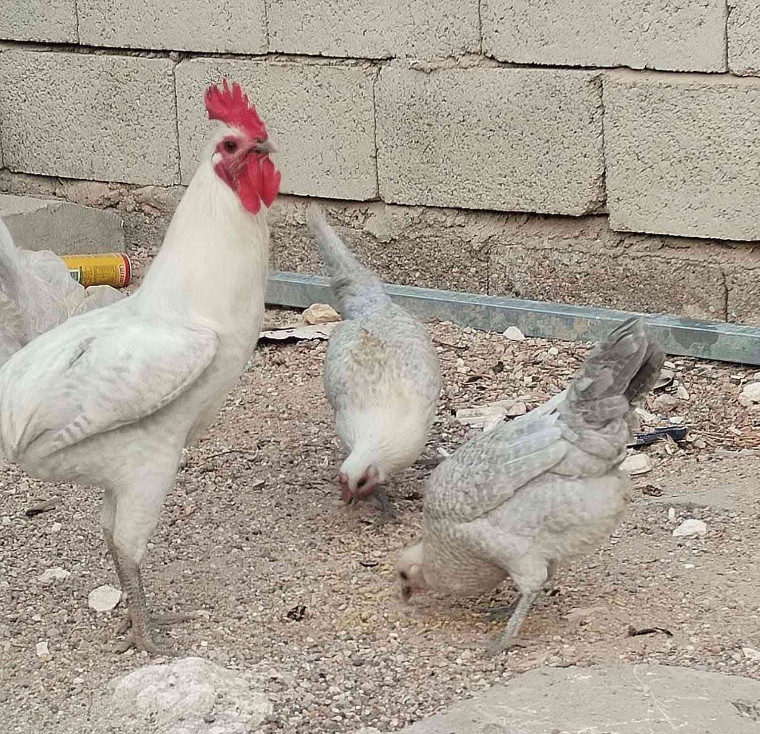 ديك ودجاجتين • فيومي المنيوم • واسط الزبيدية