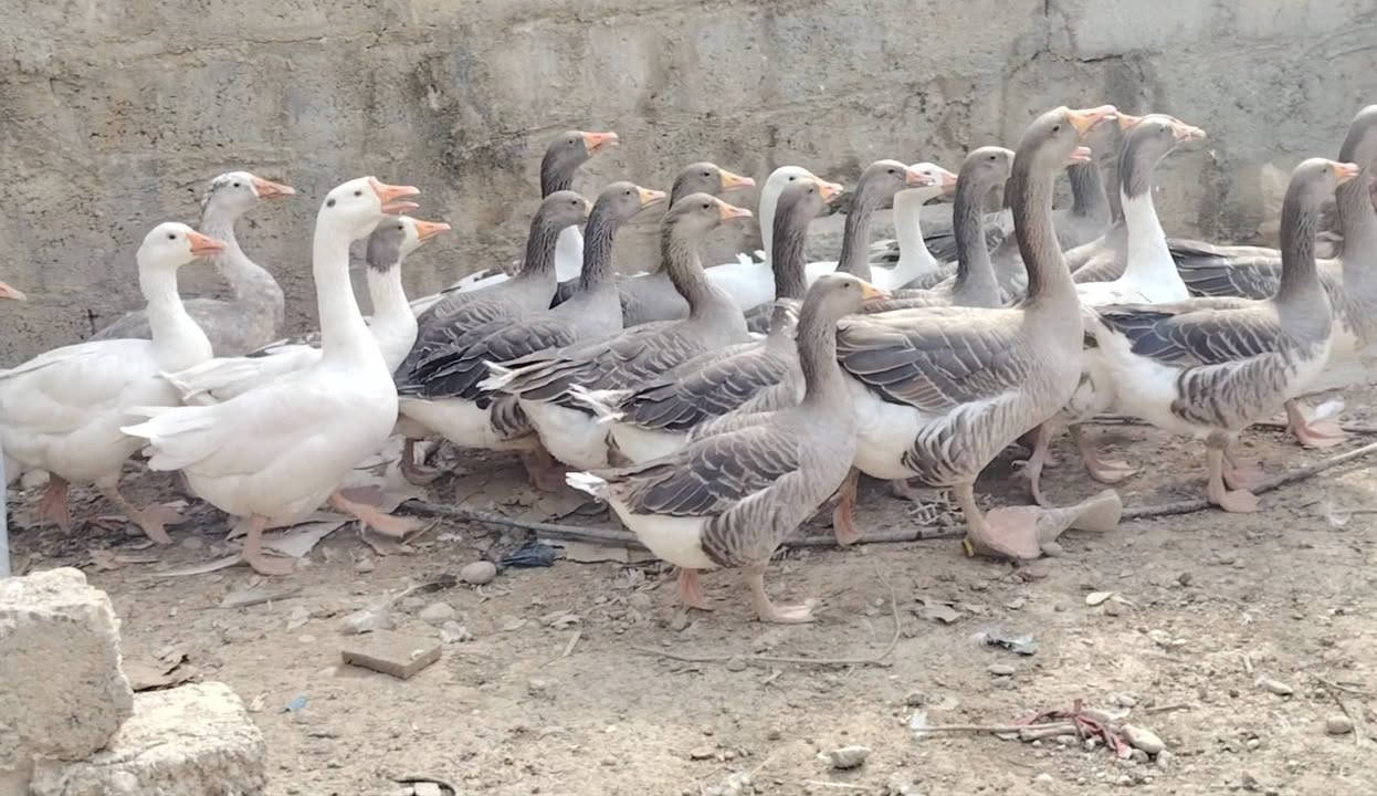 العدد ٣٠ • سعر شلع