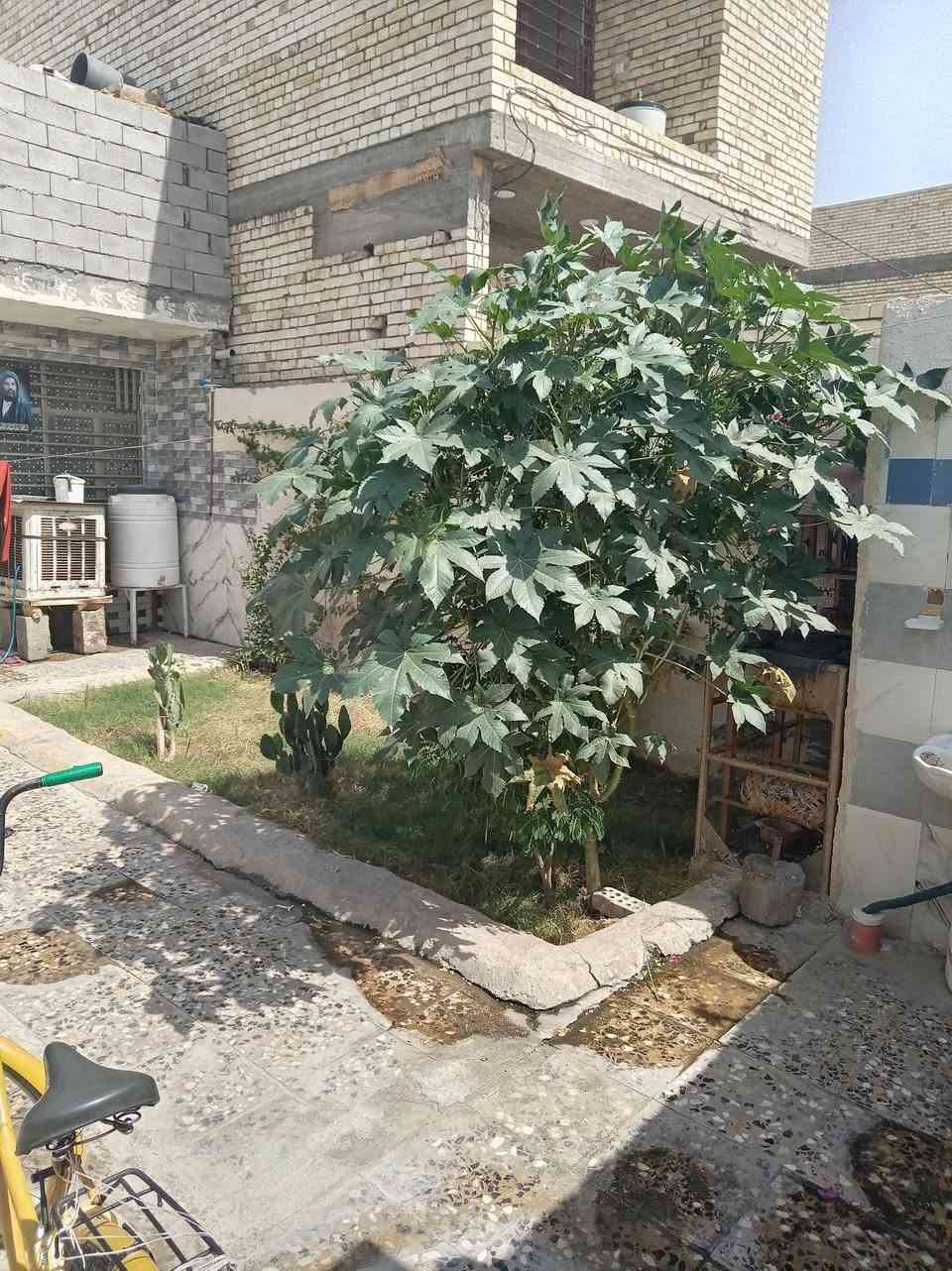 ‏بيت بالحميدية للبيع مساحة 260م واجيه 7ونص ونزال 36 مربع غرفتين واستقبال وحولي مطبخ حوش جبير عرض شارع 50م مقابل سياج حاكم زاملي بناء جديد 2025 سعره 125 وبي مجال ***********
باقي تفاصيل صور راسلني واتساب

‏بيت بالحميدية للبيع مساحة 260م واجيه 7ونص ونزال 36 مربع غرفتين واستقبال وحولي مطبخ حوش جبير عرض شارع 50م مقابل سياج حاكم زاملي بناء جديد 2025 سعره 125 وبي مجال ***********
