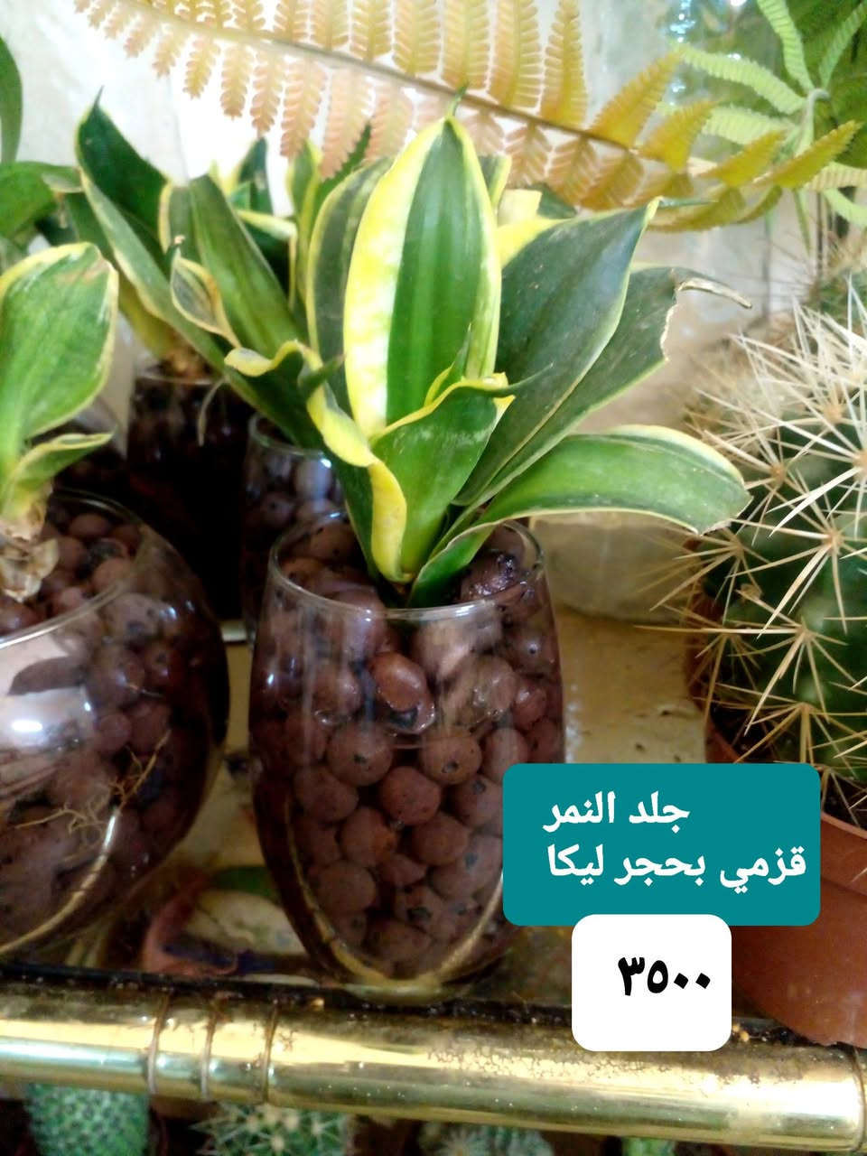 سلام عليكم ..
نباتات مزروعة بحجر ليكا داخل دوارق زجاجية ..
حجر ليكا تركي  درجة ممتازة ..
عصا موسى ديكور طابقين .

للحجز والإستفسار 
على المسنجر أو على الواتسآب 
***********.

وتتوفر ..
مستلزمات زراعية ...بتموس درجة ممتازة ...أسمدة Npk..يوريا .اب أردني ..مبيدات فطرية ..مجذرات..برلايت  ..احماض أمينية ..حصى ملون للزينة .
موقعنا ..
بغداد ..حي العدل ..شارع الأسواق المركزية ..مقتبل مدرسة الأرض السعيدة ..داخل قيصرية عباس أبو الحصة الغذائية ..
تتوفر خدمة توصيل .
