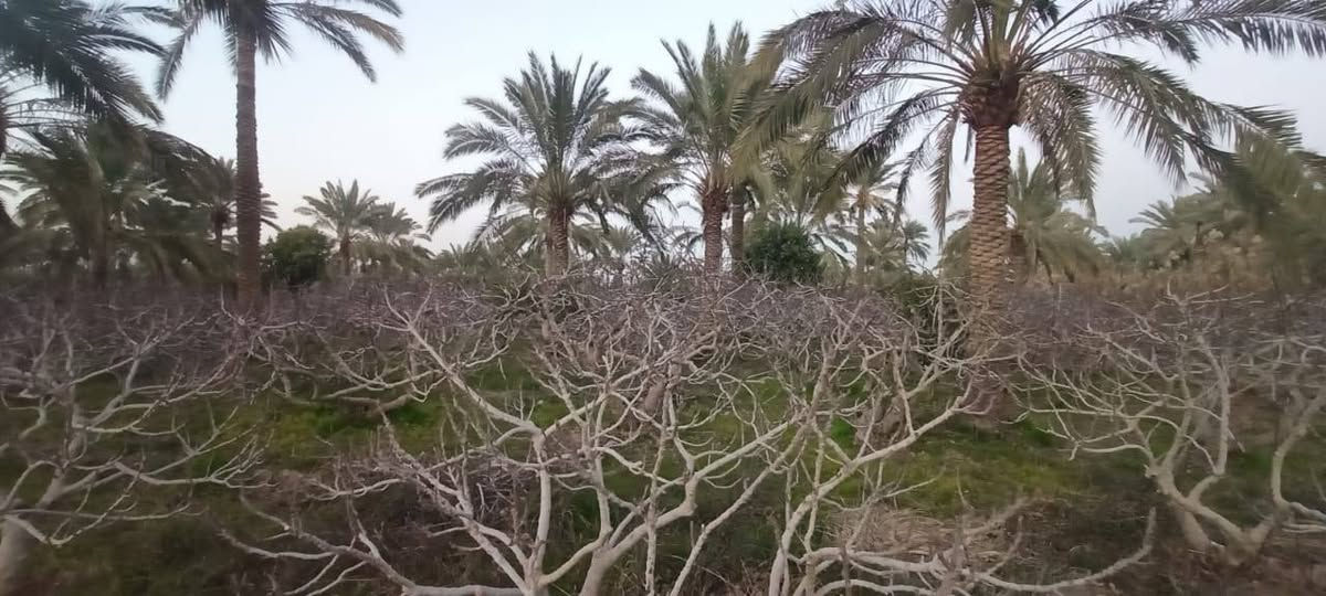 سلام عليكم من رخصت ابو الكروب مزرعة اللبيع طابو بستنة سند مستقل بسم شخص واحد مساحة دونمين تحتوي على نخل برحي وتين وحمضيات خدمات كاملة كهرباء وماء اسألة وماء سقي العنوان طريق السنية جهة زوار على شارع العام مباشر الاتصال على الرقم ***********
