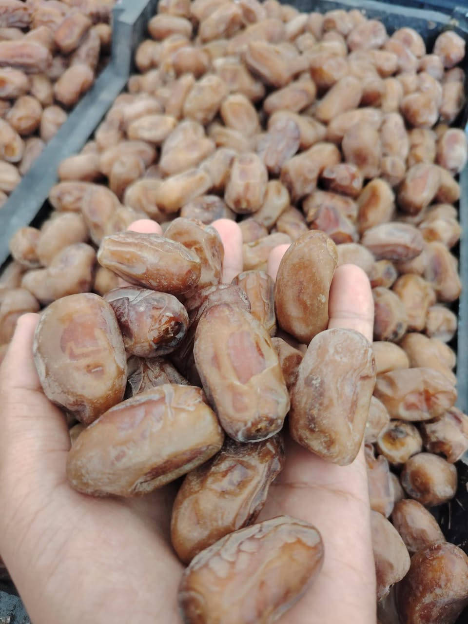تمر شويثي • نظيف • قضاء النصر