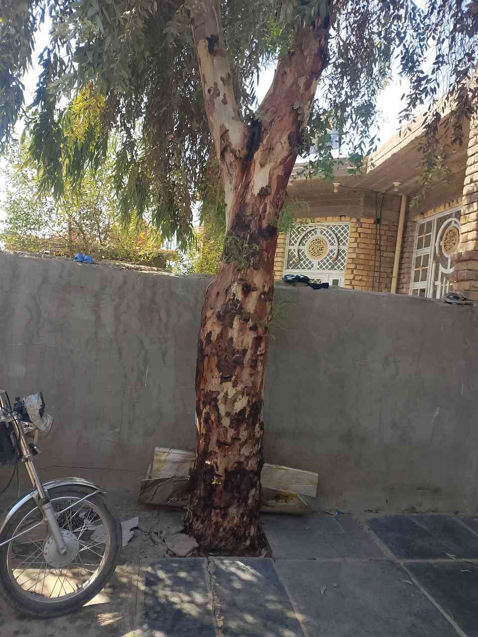 جذع نخله اللبيع تجي تكص وتاخذها ***********

