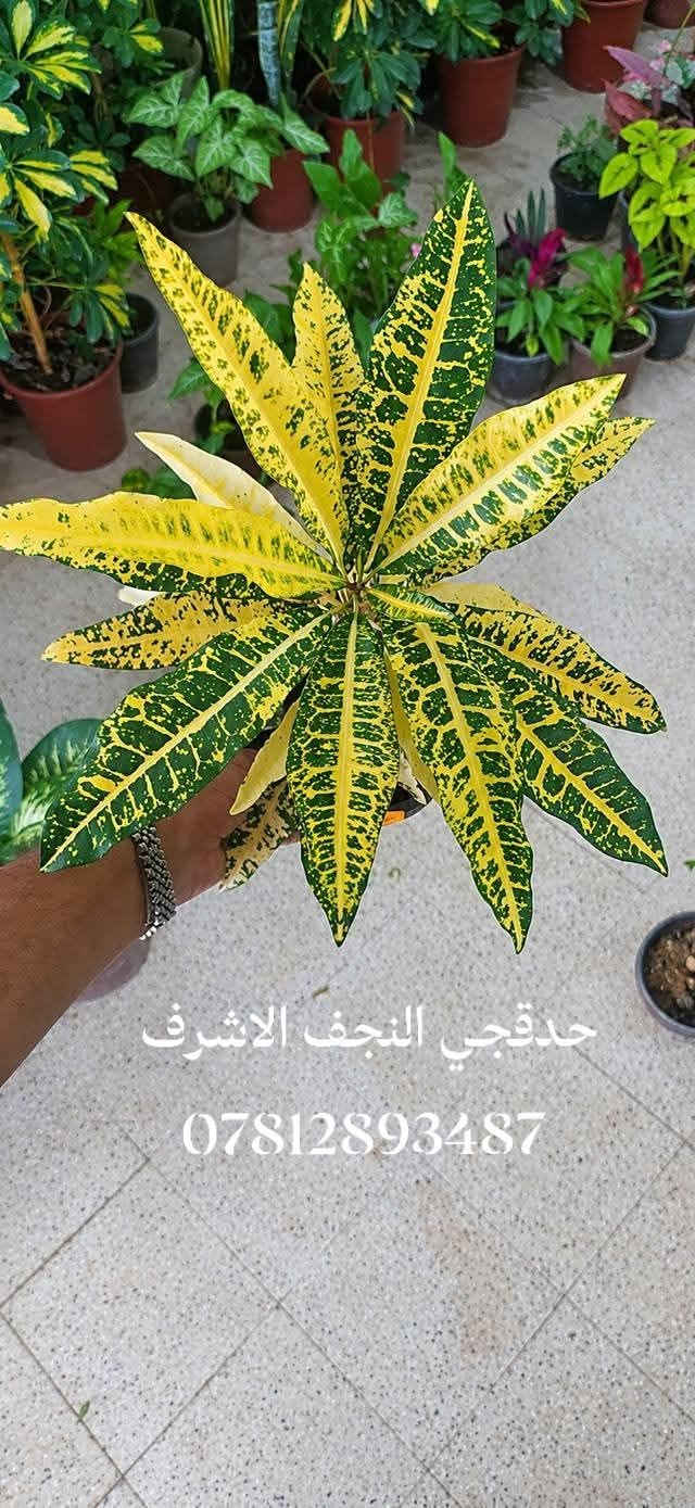 تنظيف حدائق • داخل المنزل • النجف الاشرف
