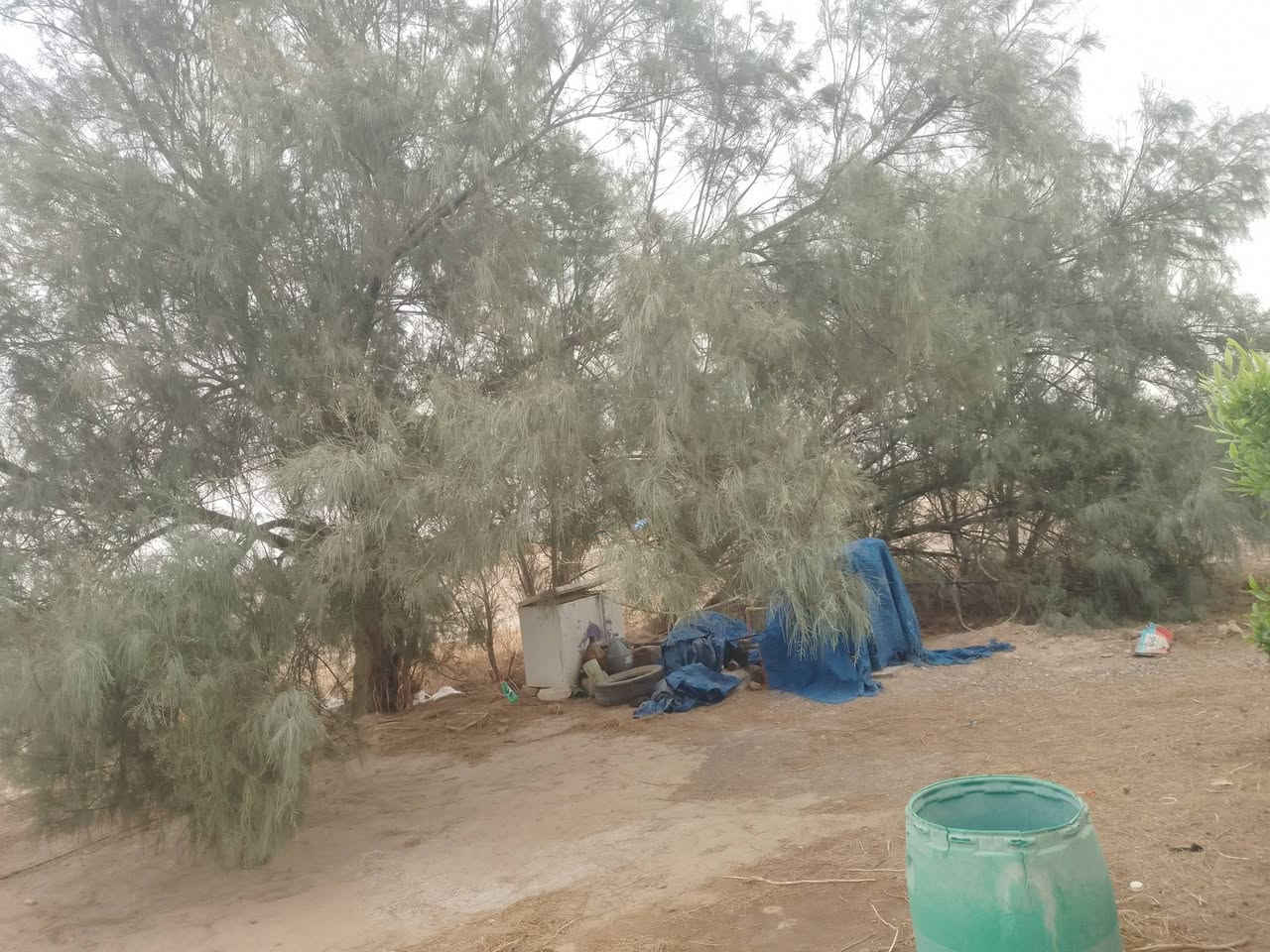سبع شجرات • اثل كبير • جلام البوعجيل