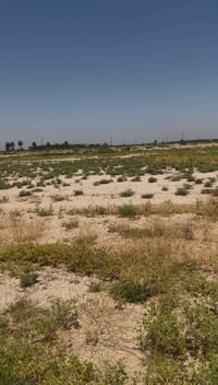 دونم البيع مكان بغداد جسر الفرنسي منطقة ام العبيد طابو زراعي سند 25 ال...