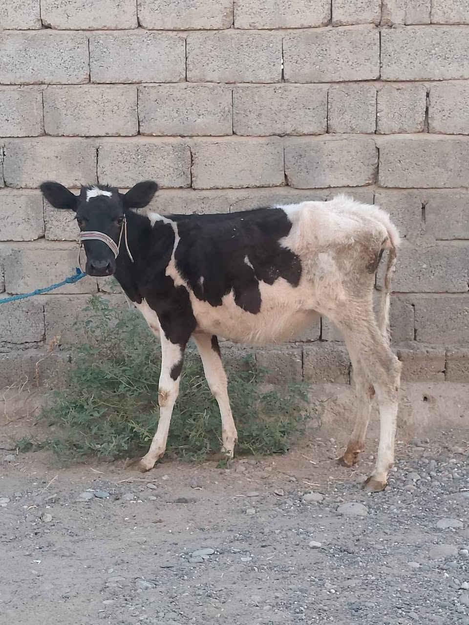 جوز حوليات • جنس اصليات • توصيل