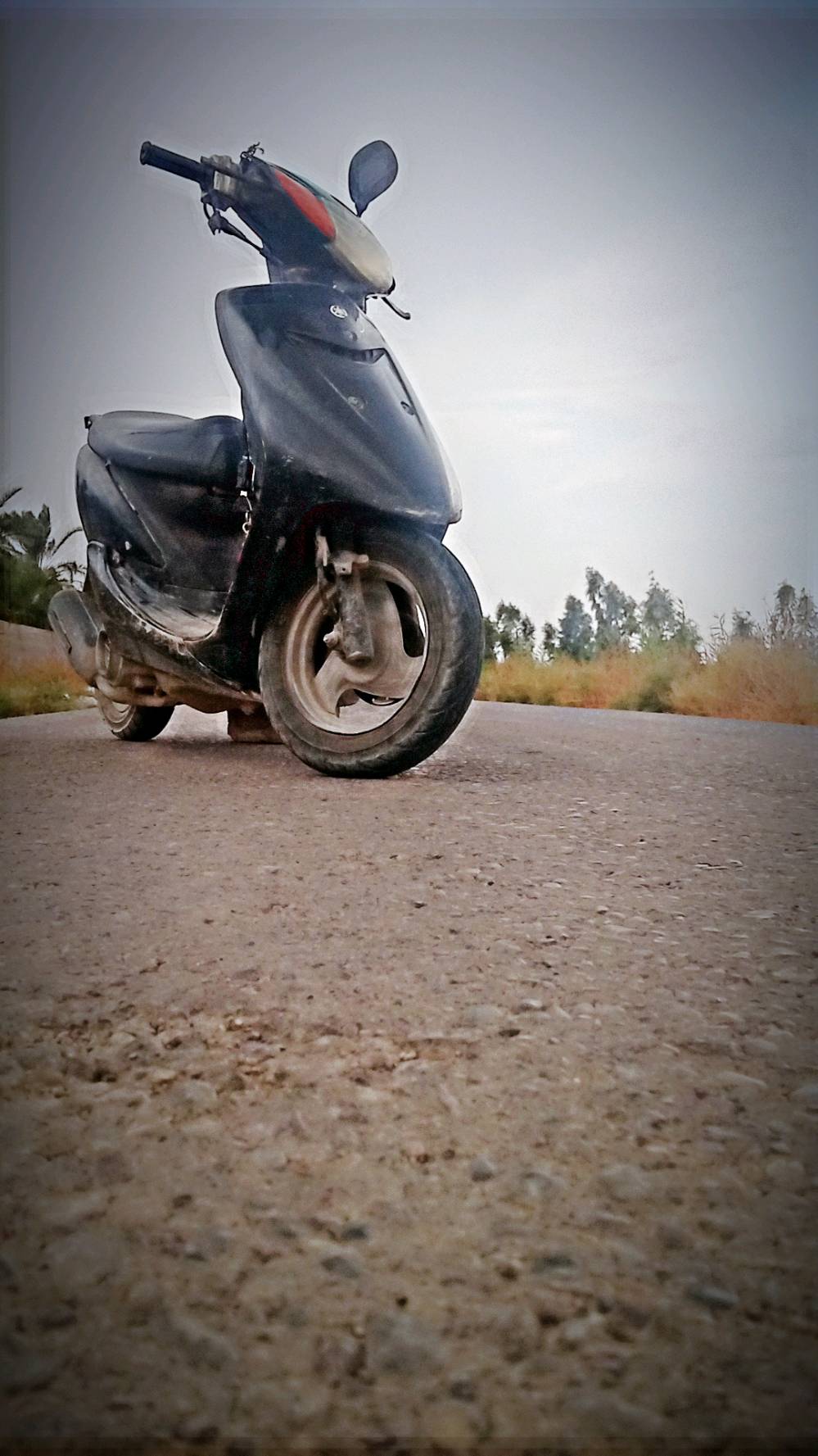 عصفوره • فول 60 • مجال بسيط