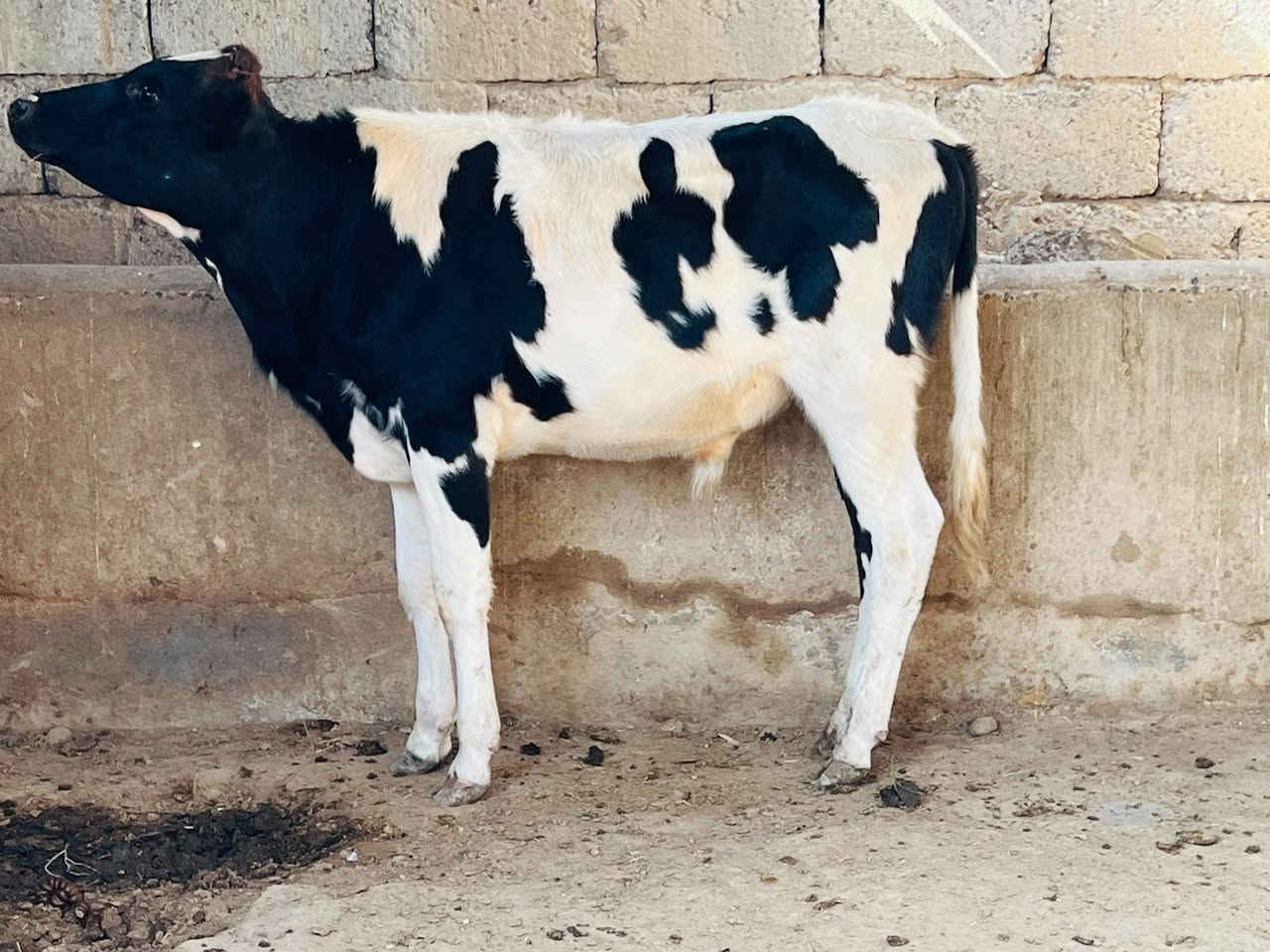 فريزي زراعي • ٨اشهر • صلاح الدين الشرقاط