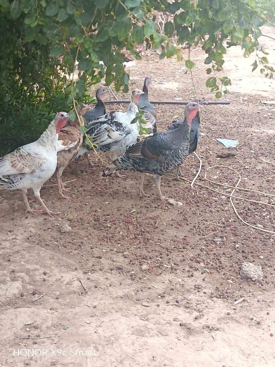 اديوكه • فراريج • هونور X9c