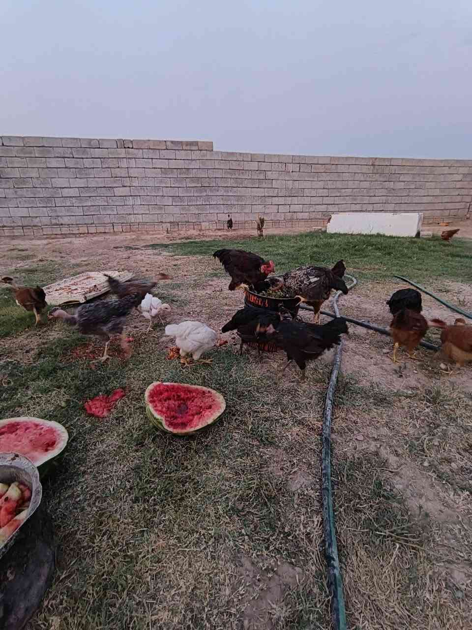 فروخ عرب للبيع علطيات كلهن سعر اجوز18الف غفل مكان قريه اصبيح ملقحات كل القاحات ***********
