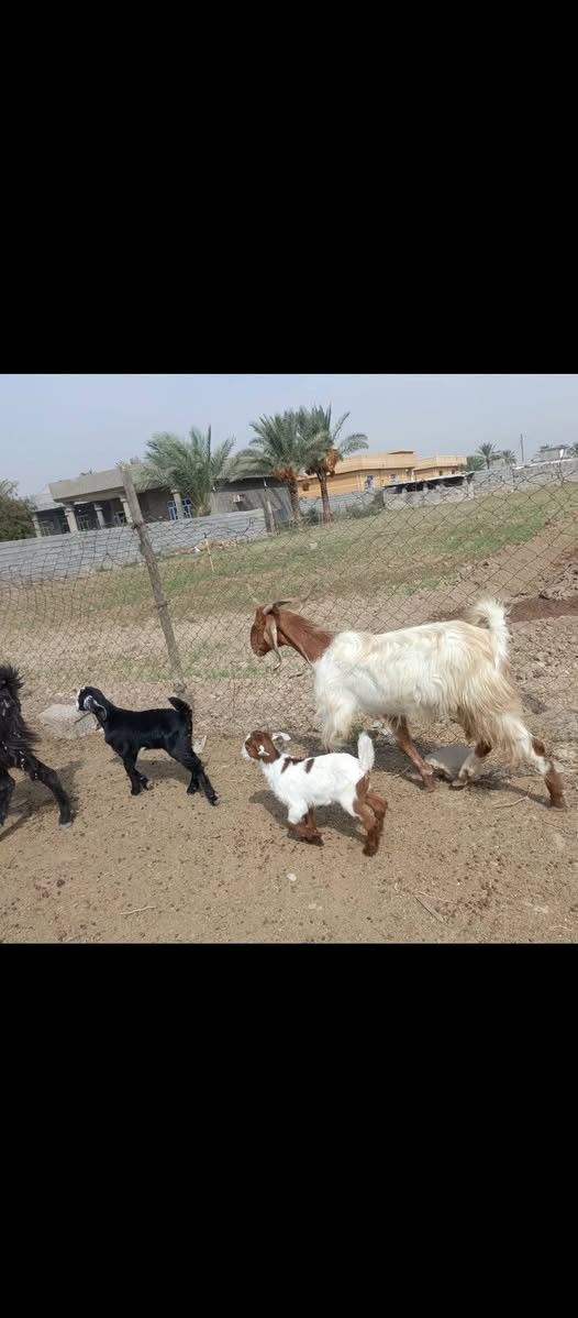 ماعز • مطافيل • ٢
