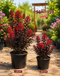 شتلات • نباتات زينة • توصيل لجميع المحافظات