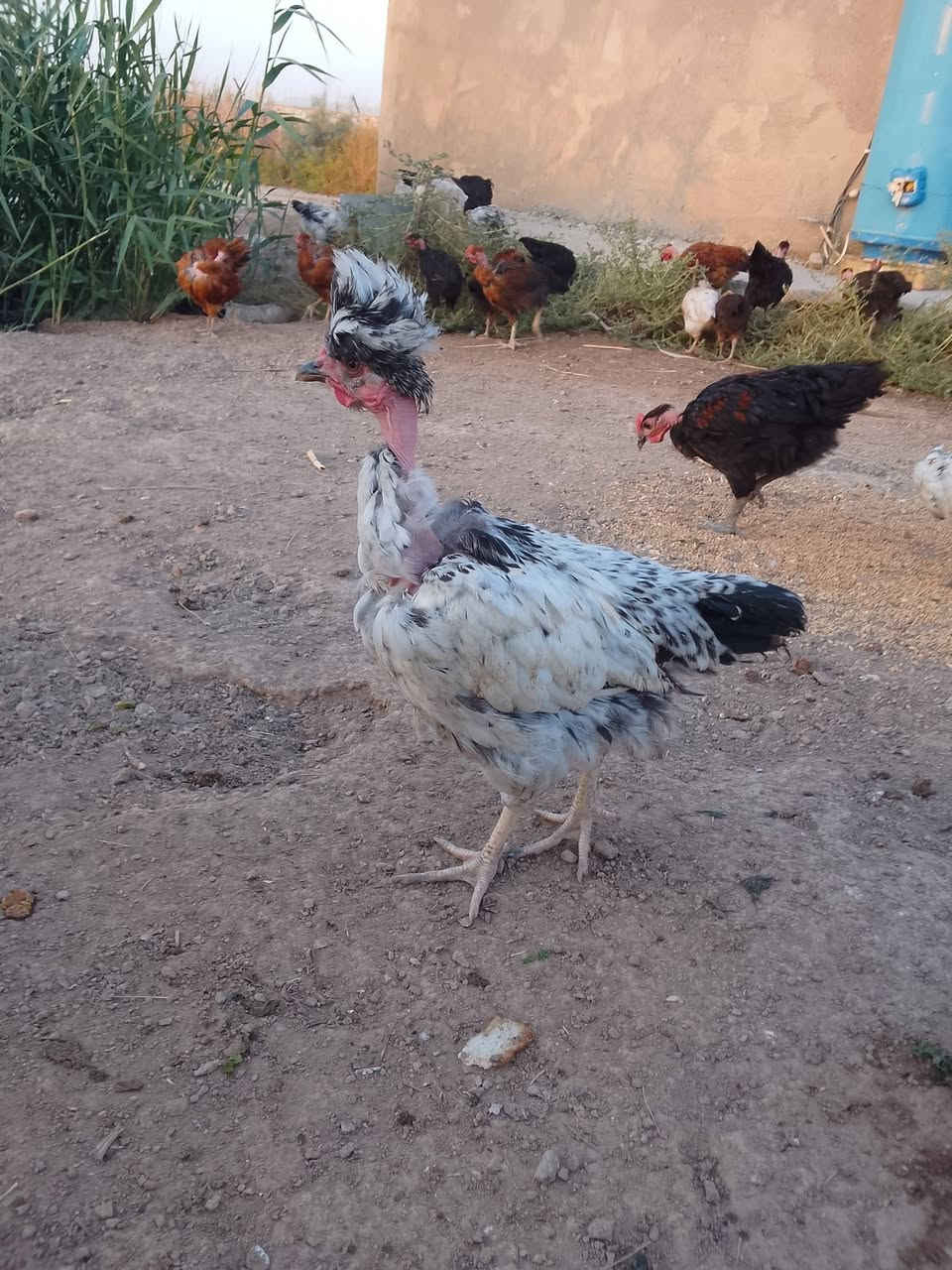 السلام عليكم للبيع دجاج ابو رگيبه العمر 4اشهر عله وجه مبياض سعر الزوج 25الف
مكاني بغداد بسمايه ***********
