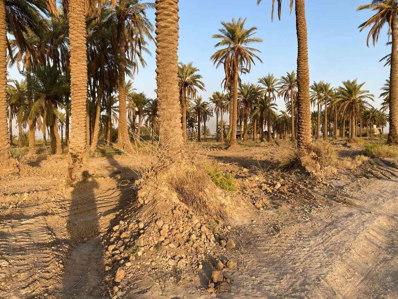 السلام عليكم ٣ دوانم سند 25 الصويره منطقه الصامدين سعر الدونم ٣٢
***********
