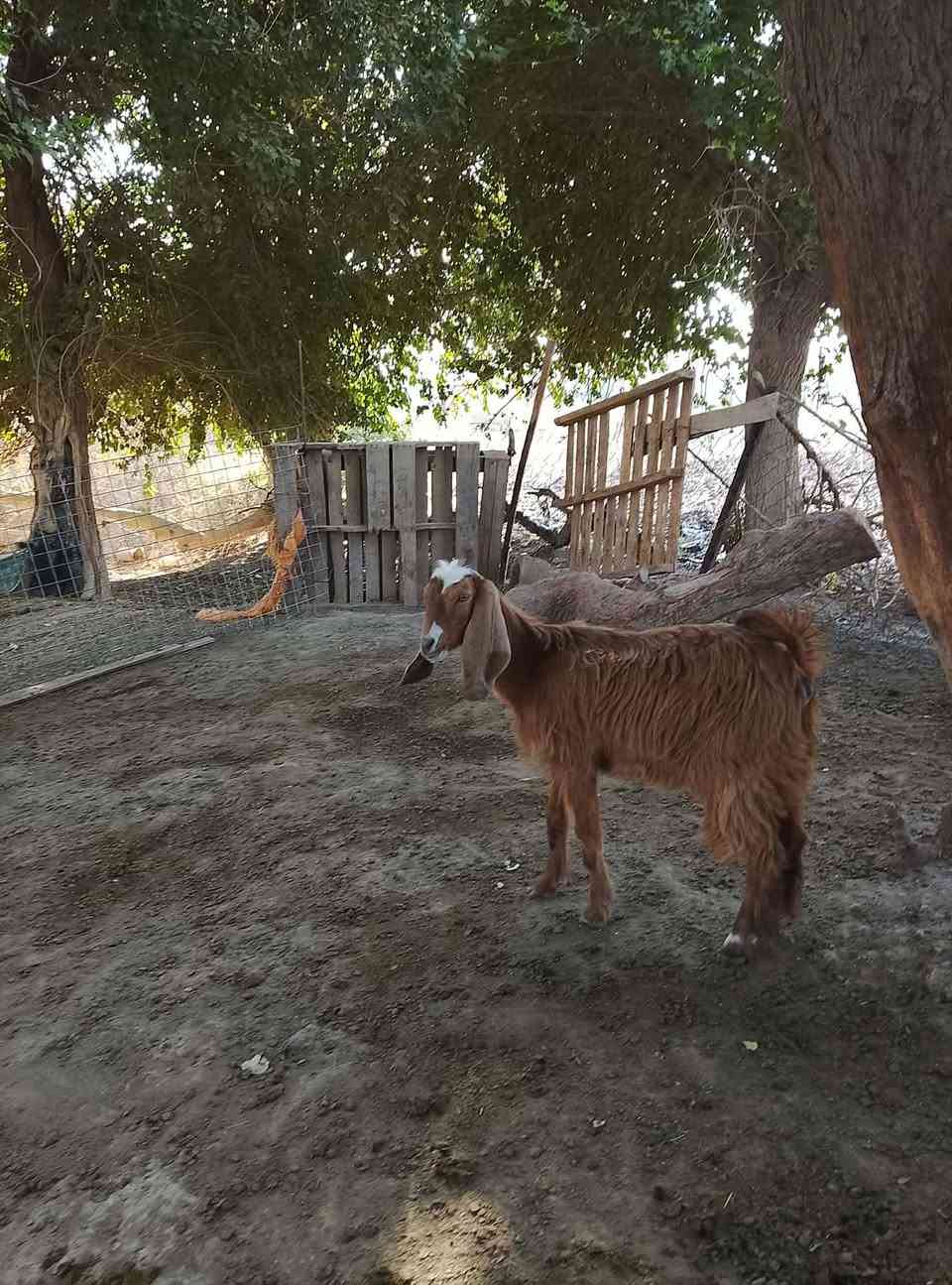 عنوز • ٢ • صفرة-حمرة