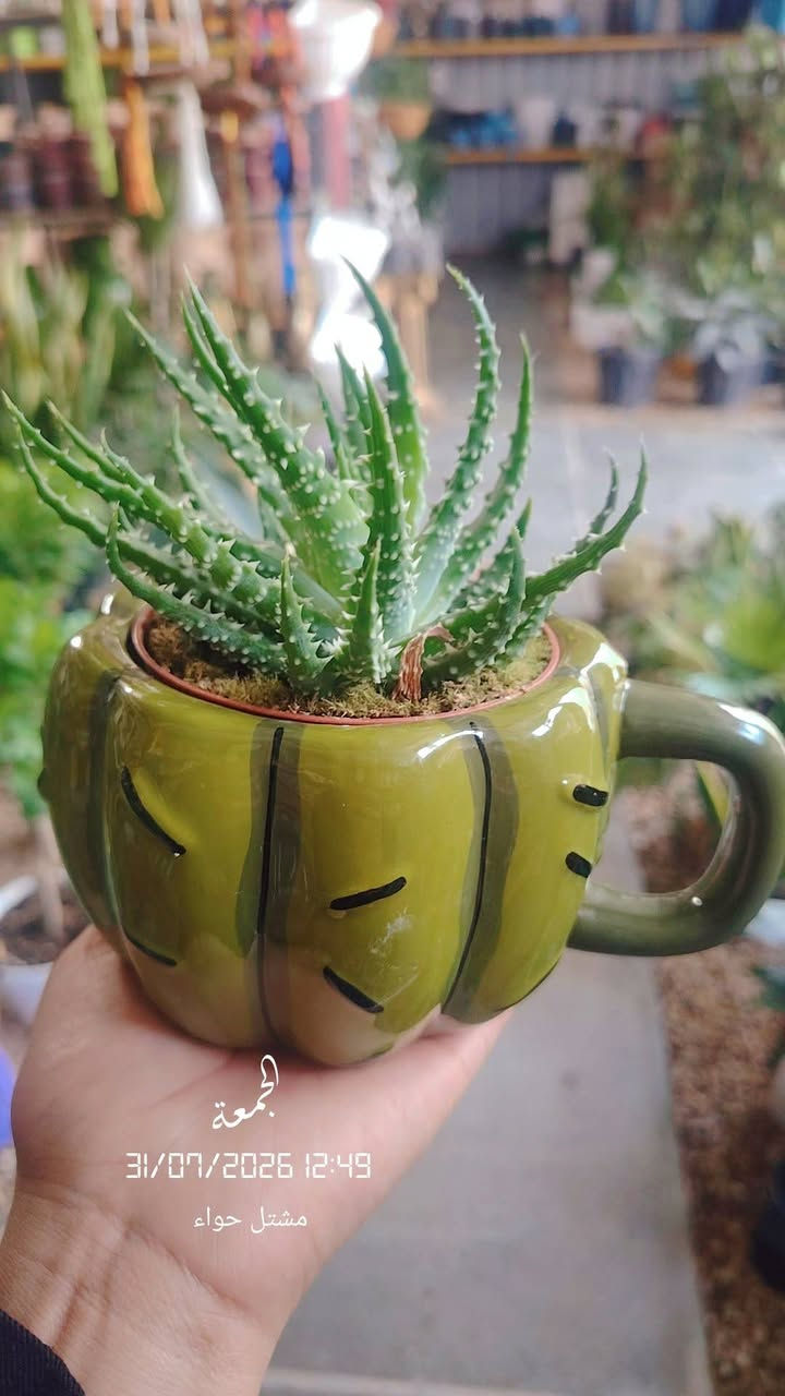 التمييـز و الجمال ونزاكة🌿🌺🌿
من( مشتل حواء) ☺️
وصول وجبه جديدة😊
الحجز واستفسار ☎️***********
 تابعو صفحتنا حتى يظهر لكم منشوراتنا 
 _العنوان__حله -حي الصحة - شارع-كورنيش-
