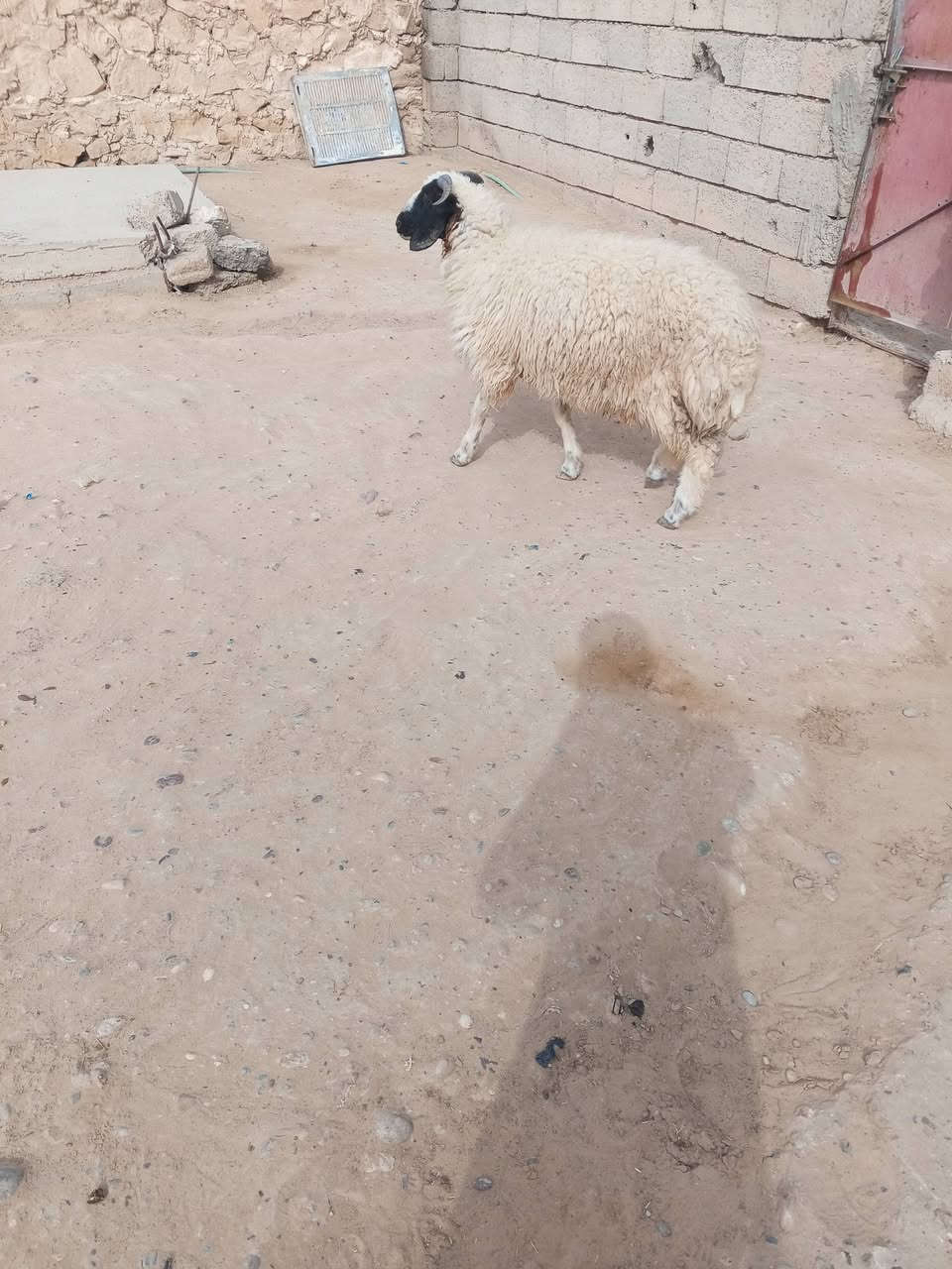 طلي خشن • للبيع