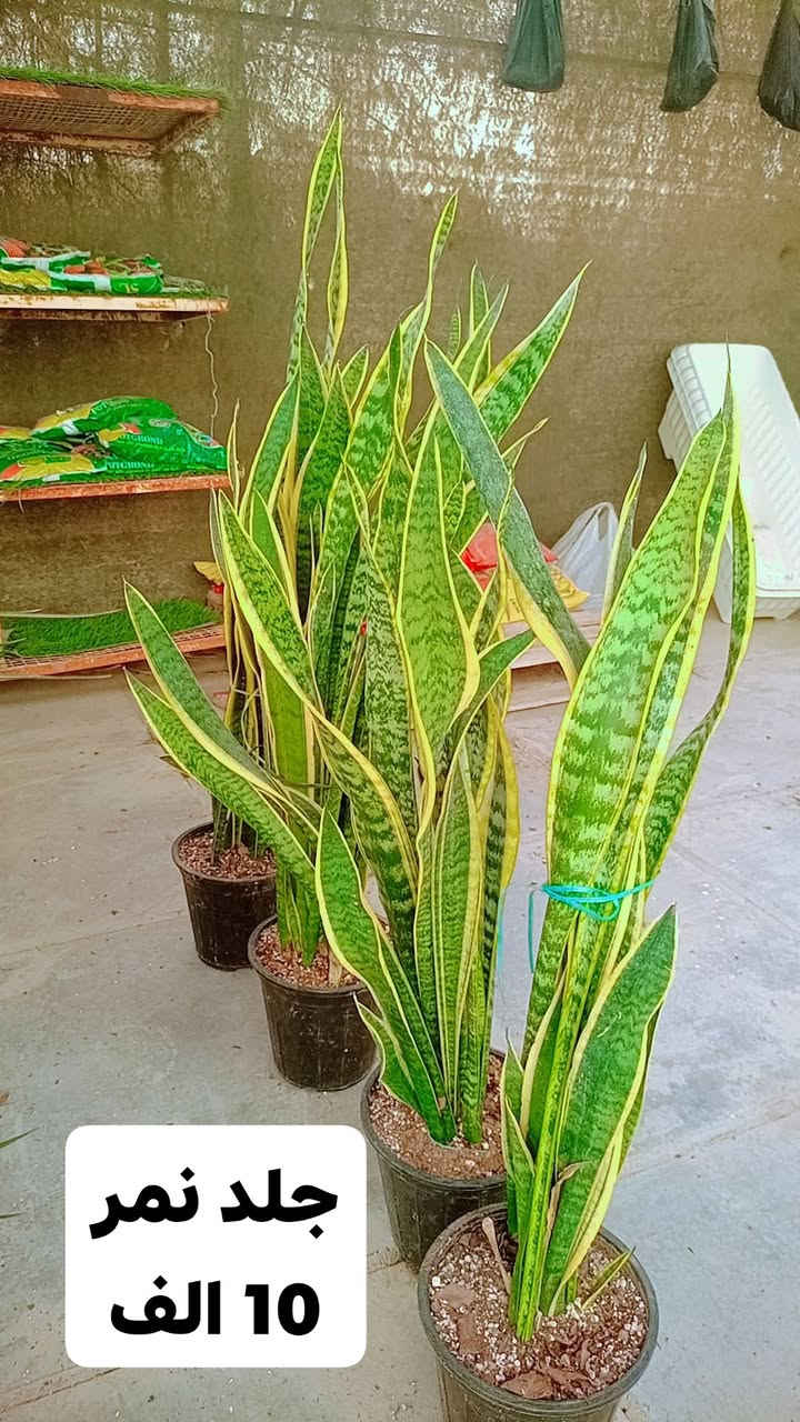 نباتات ظلية • اليوكا • دراسينيا