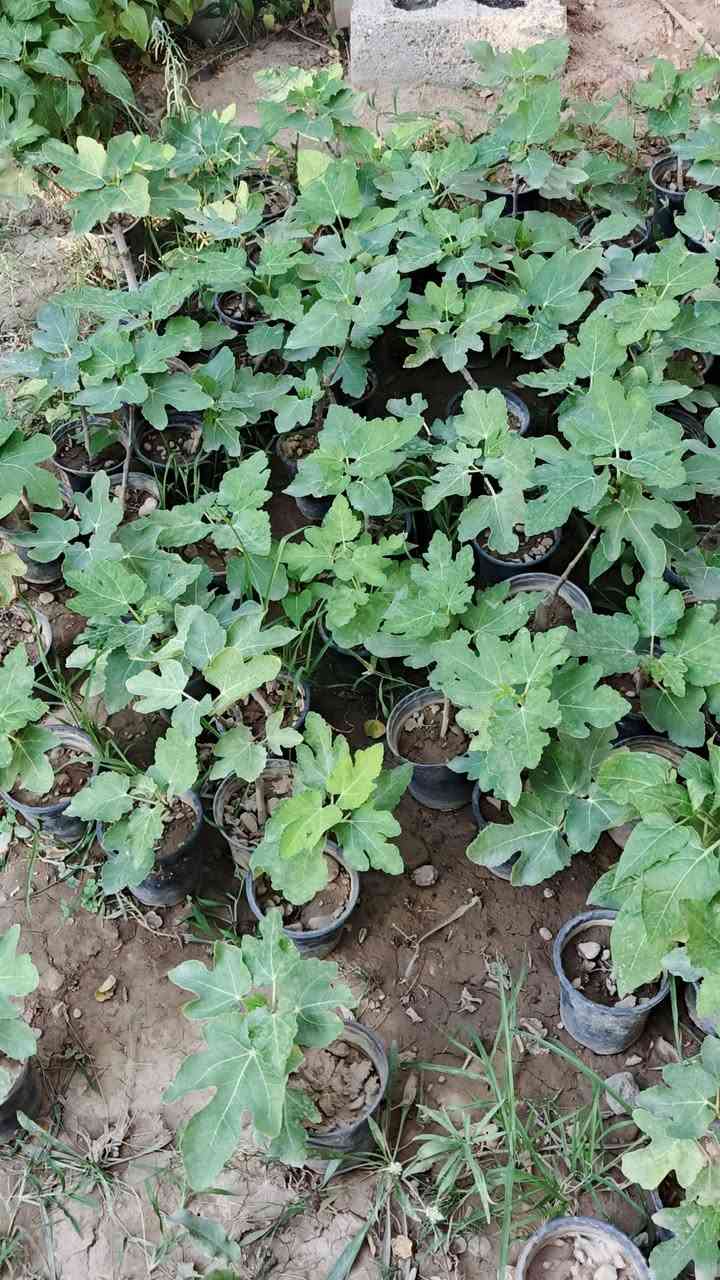 🌱 شتلات تين العبيد الأسود متوفرة
للي يعرف التين ويحب الأصناف المميزة 👌
متوفر تين العبيد الأسود، شتلات ممتازة وجاهزة للزراعة 🌿

🍈 ثمر مميز
🌱 شتلة قوية
🏡 مناسبة للزراعة بالمزارع والبيوت
🕐 ينزرع بهذا الوقت 

💰 السعر: 5,000 دينار للشتلة الواحدة و بي مجال اذا تاخذ كمية
🟢 المكان: الدولاب المركز

📩 للطلب والاستفسار راسلني خاص
او اتصل على الرقم ***********
