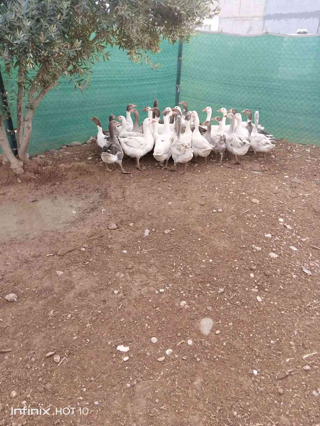 غازات • درجه اولى • نينوى موصل